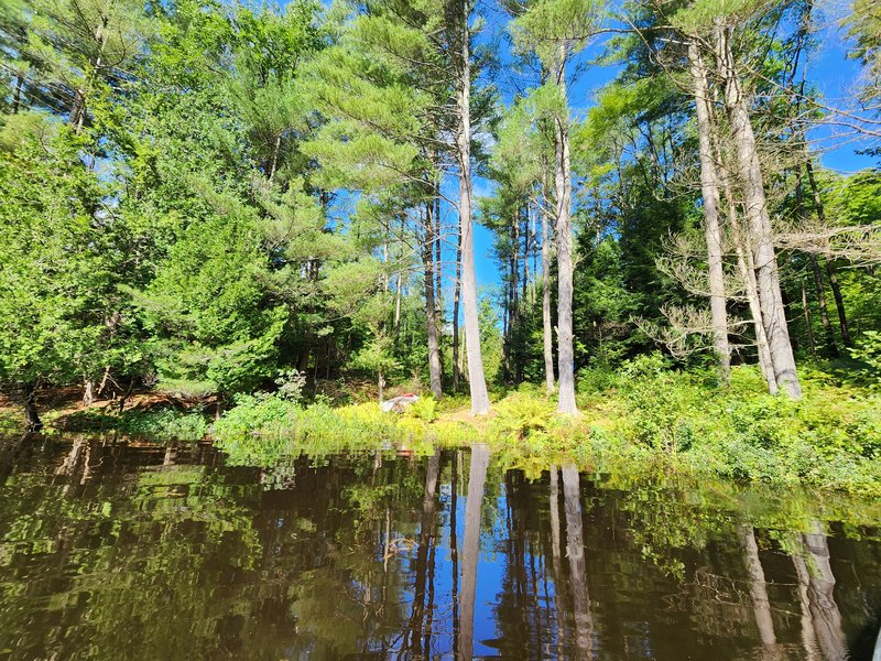 shoreline of 5.05 acres blanchard lake waterfront for sale