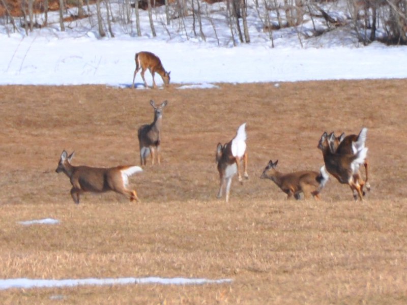 DeerHerdSalmonRiverKingsSpring