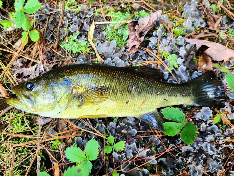 blanchard creek ny small mouth bass