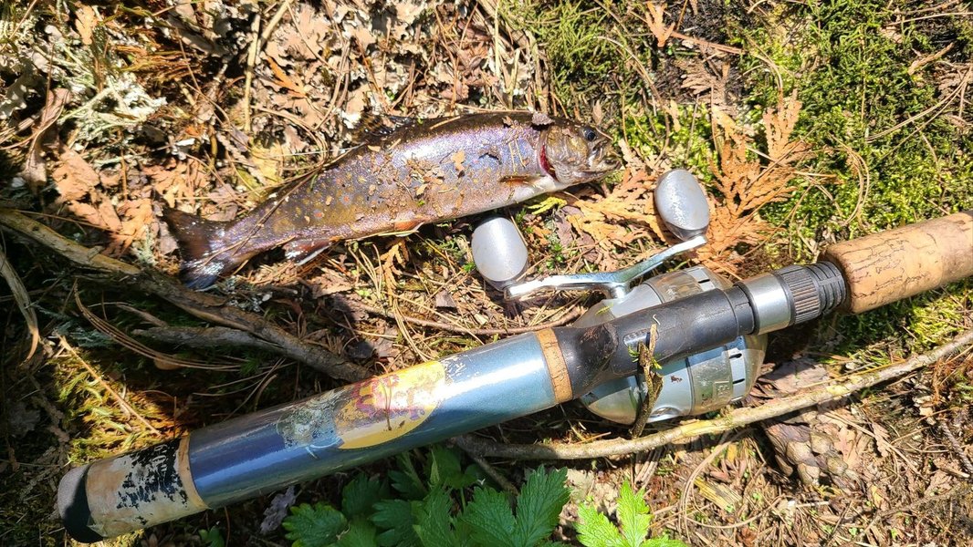 spring rainbow trout from blanchard creek ny